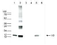H3 | Histone 3 core | (monoclonal) in the group Antibodies for Plant/Algal / DNA/RNA/Cell Cycle / Epigenetics/DNA methylation at Agrisera AB (Antibodies for research) (AS16 3197)